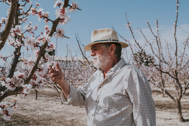 Side view of senior male farmer thinning branches of apricot trees with pink flowers while standing in orchard during blooming season
