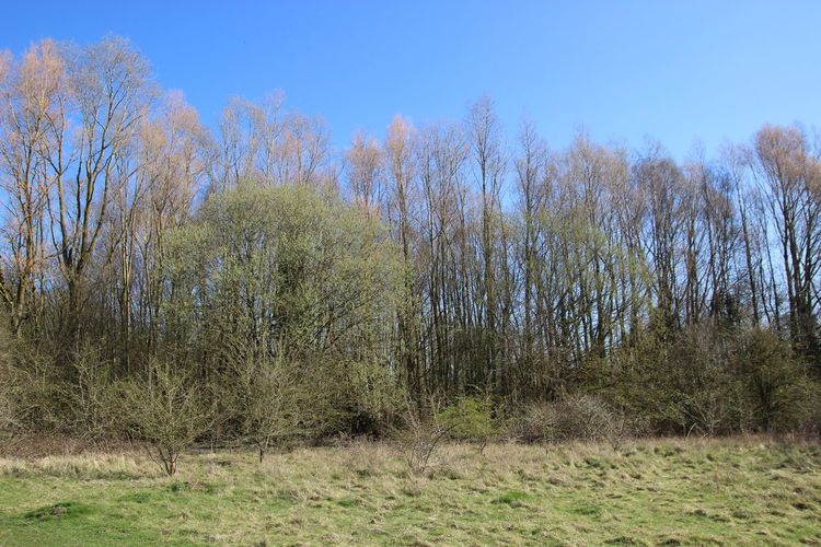 Trees growing on field against clear sky