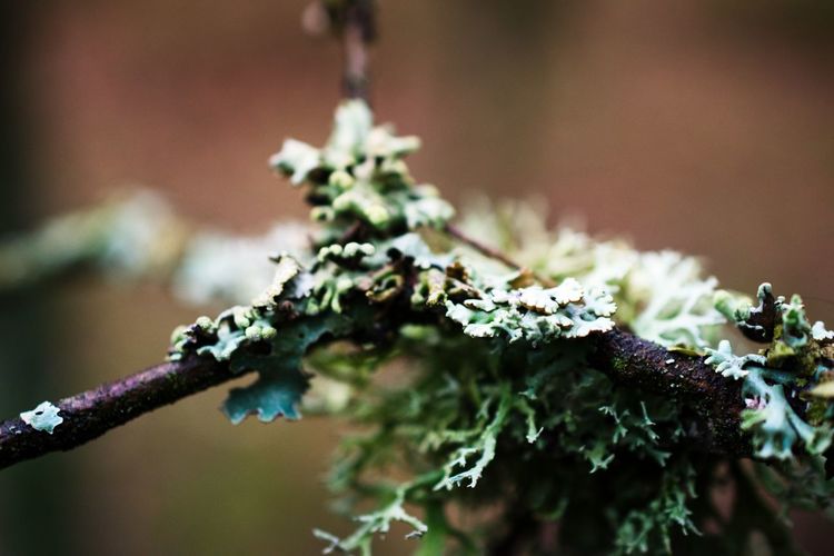 Close-up of frozen plant