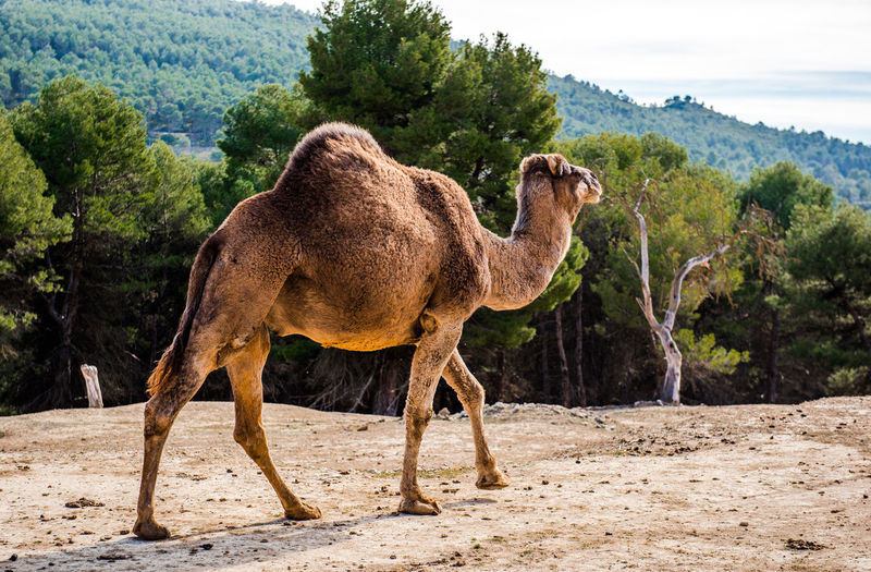 Camel  in a field