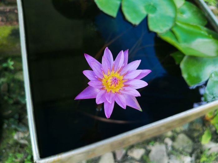 Close-up of purple water lily in lake