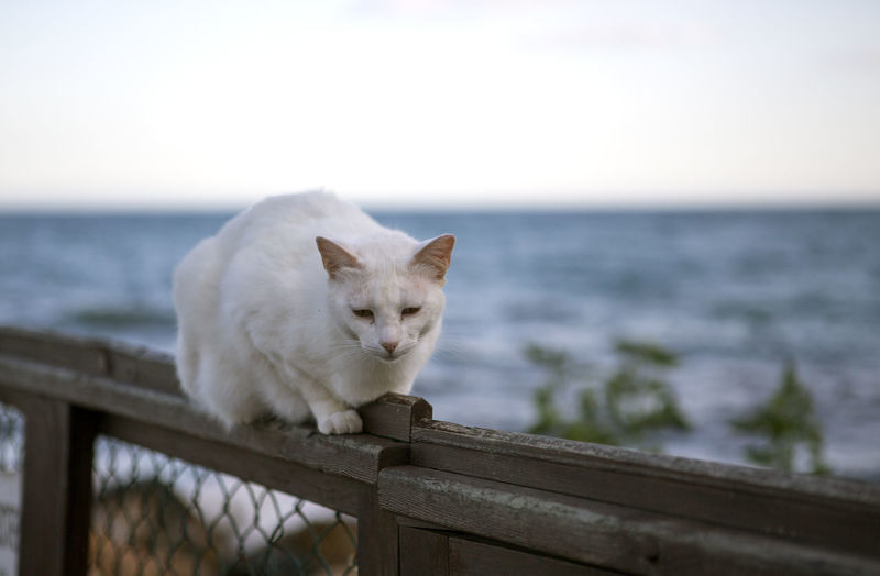 White stray cat lying quietly on a fence near the beach.