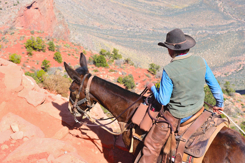 Man riding mule