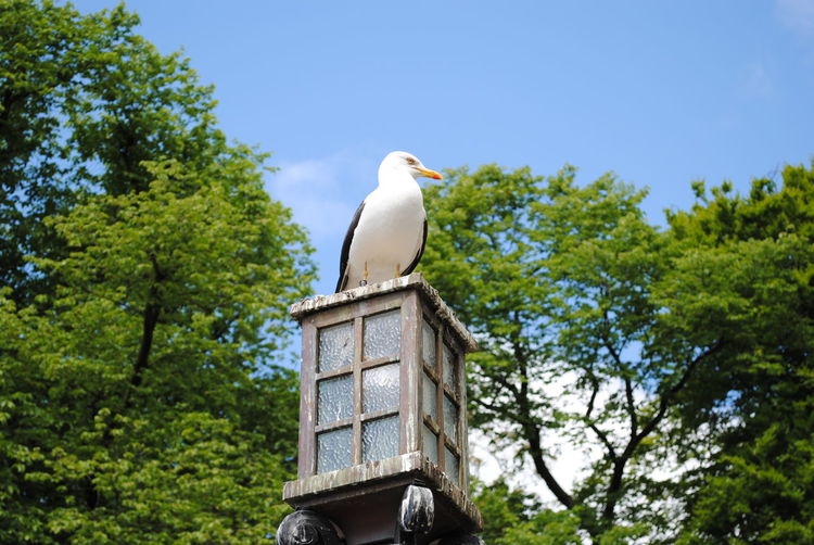 Low angle view of seagull perching on tree