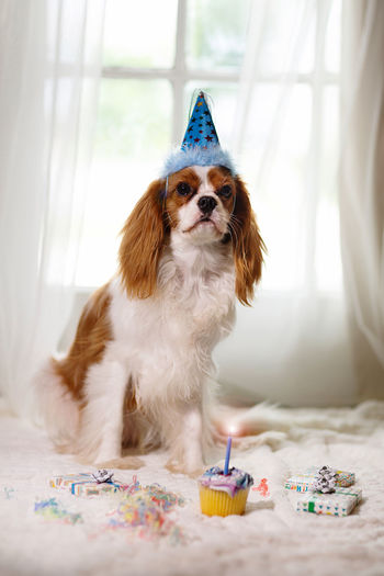 Dog puppy birthday party cavalier king charles spaniel dogs party time 1st birthday
