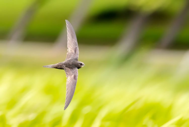 Close-up of common swift flying against blurred green background