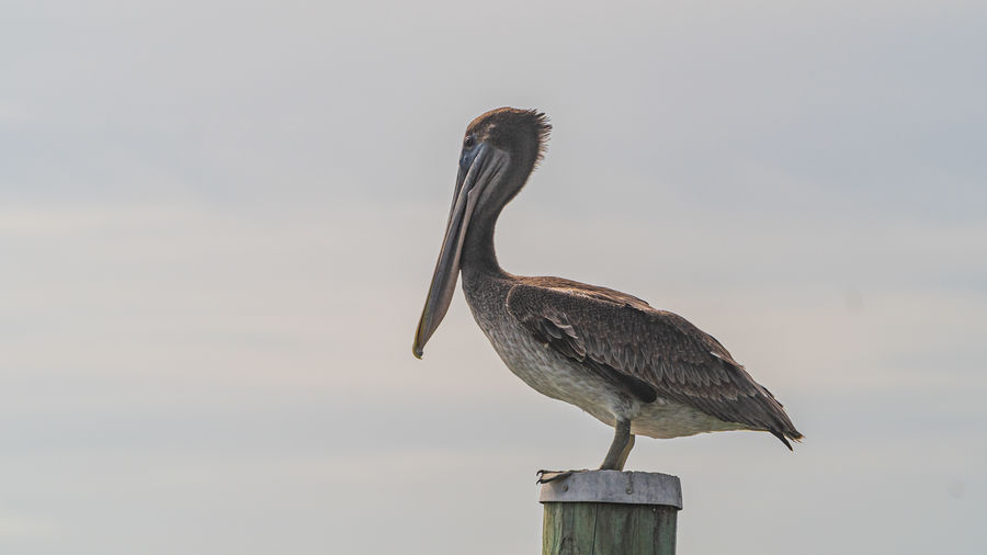 Bird perching on wooden post