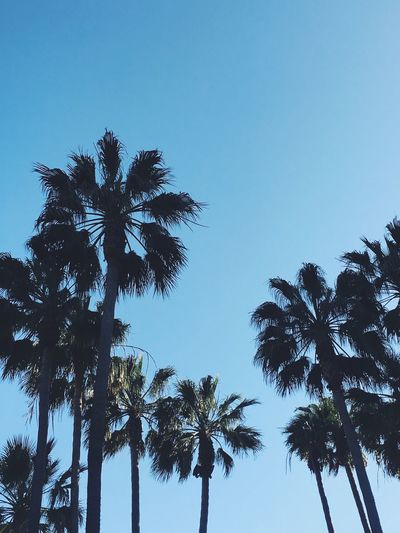 Low angle view of palm trees growing against clear sky