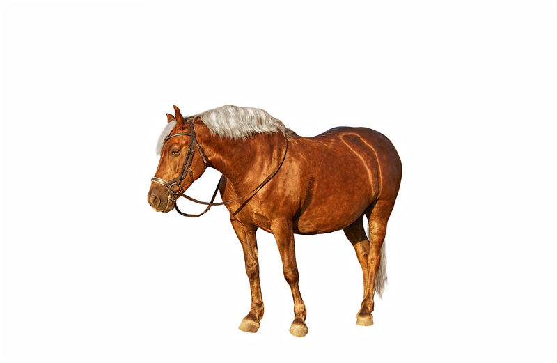 Horse standing against white background