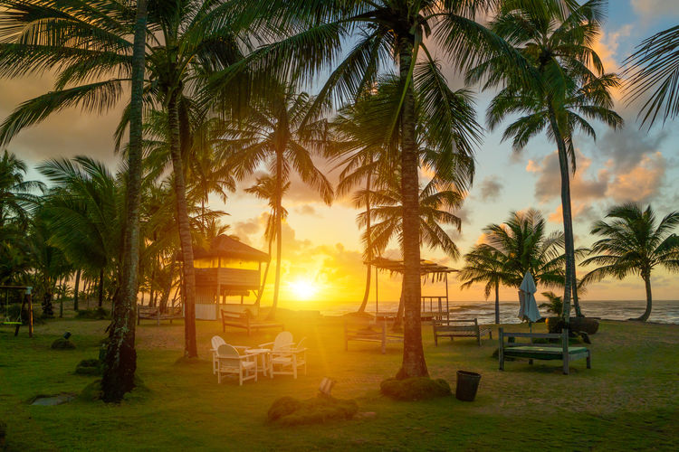 Scenic view of palm trees at sunset