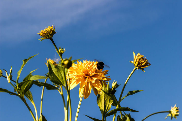 Low angle view of yellow rose blooming in park