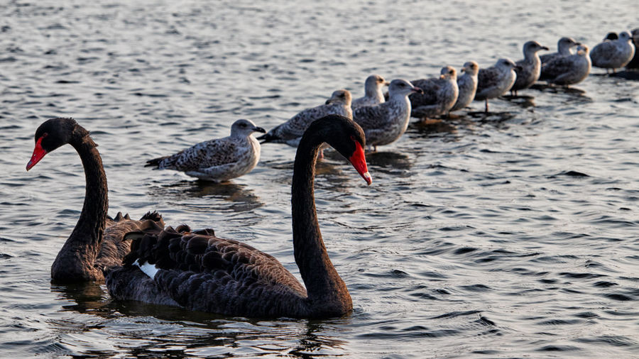 Black swans with seagulls in a lake