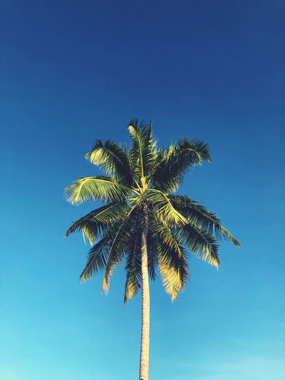 Low angle view of coconut palm tree against clear blue sky