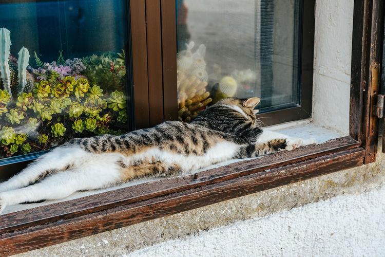 Domestic cat sleeping on window sill. cute, adorable, feline.