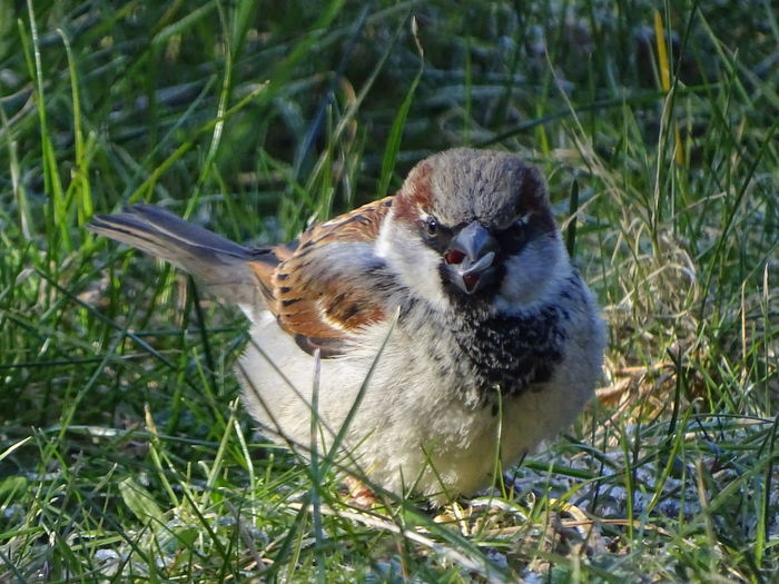 Close-up of a sparrow on field