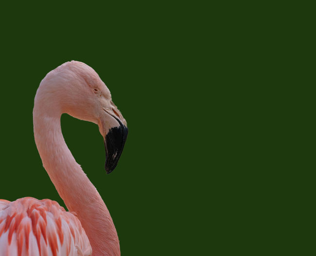 Side view of a flamingo, scientific name phoenicopteridae, isolated in front of a dark green 