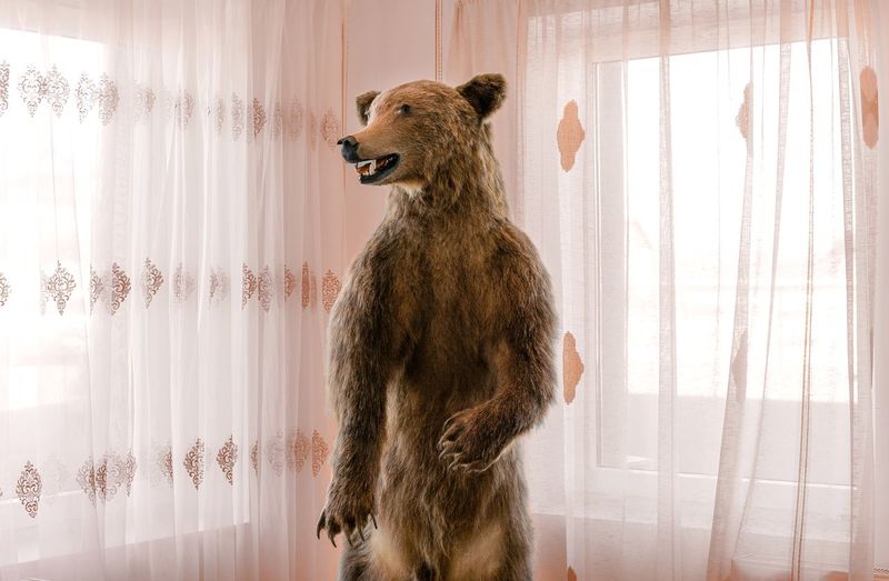 Stuffed bear looking away while standing on window at home. taxidermy