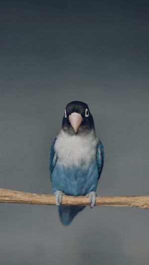 Close-up of a bird perching on wood