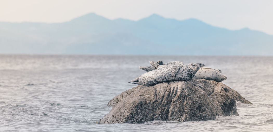 View of seal on rock in sea