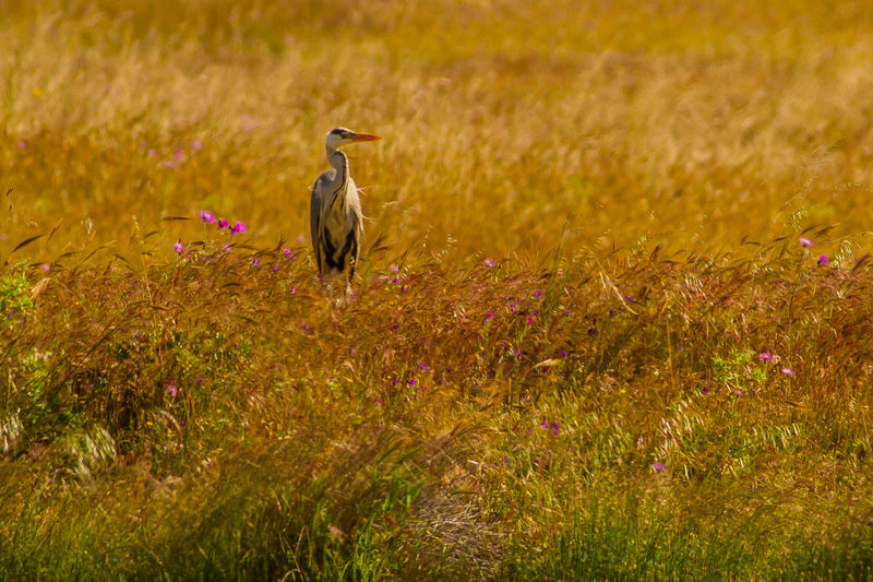 Heron perching on grassy land