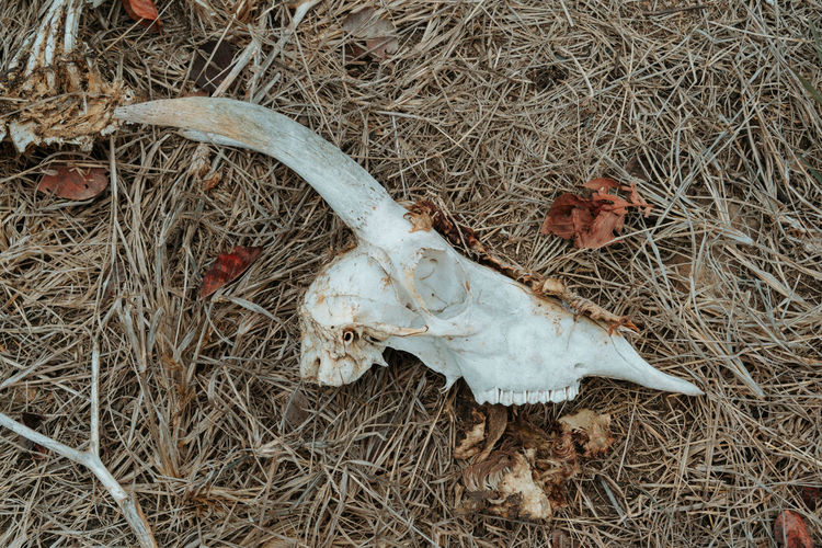 High angle view of animal skull on field