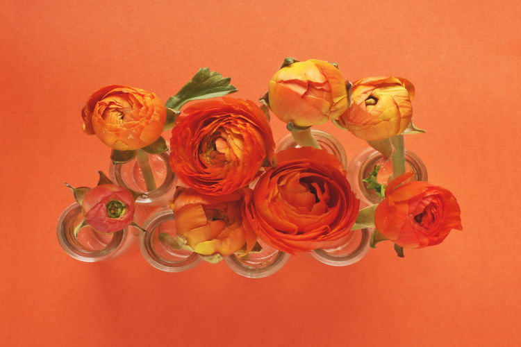 Close-up of rose bouquet against orange background