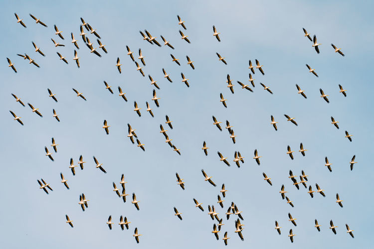 Low angle view of pelican birds flying in the sky
