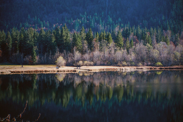 Scenic view of lake in forest