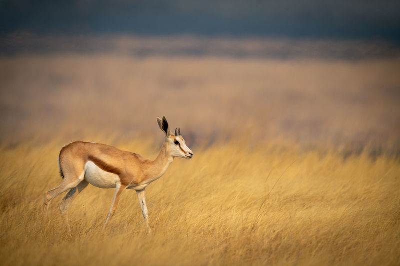 Young springbok walks through grass in plain
