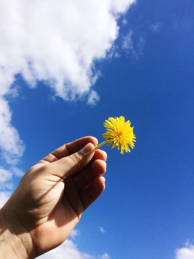 Cropped hand holding yellow flower