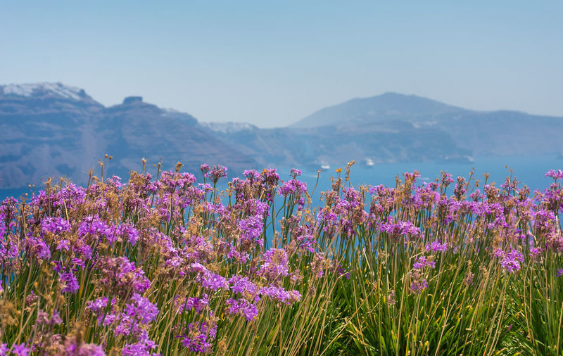 At foreground many plants of agapanthus africanus with purple or pink flowers. behind the cliffs of the greek island of satorini with the main town fira at the top of the hill in a sunny summ