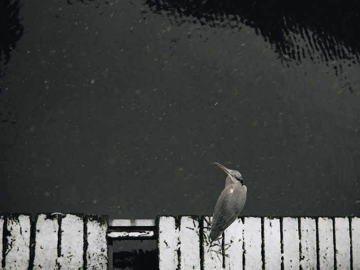 High angle view of bird perching on wood against lake