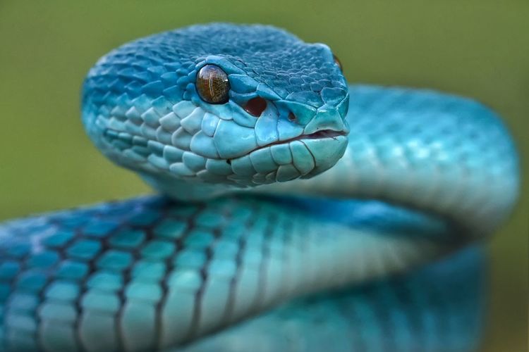 Blue insularis snake tree pit viper 