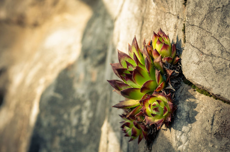 High angle view of succulent plant on wall
