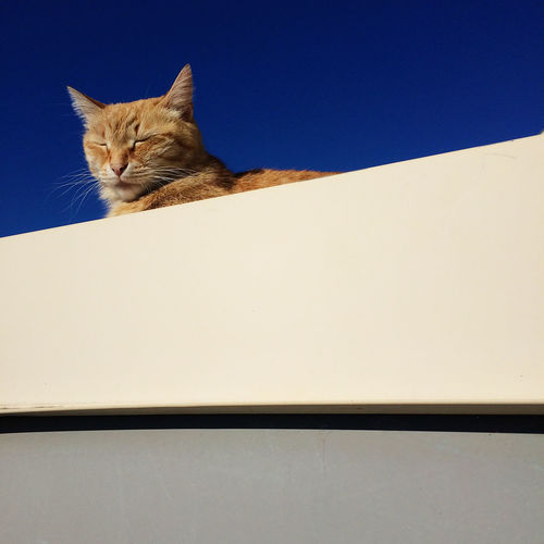 Cat against clear blue sky