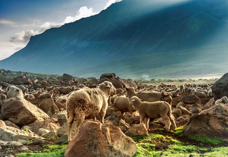 Flock of sheep on mountain