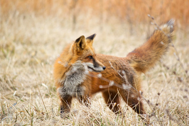 Fox standing on field at forest