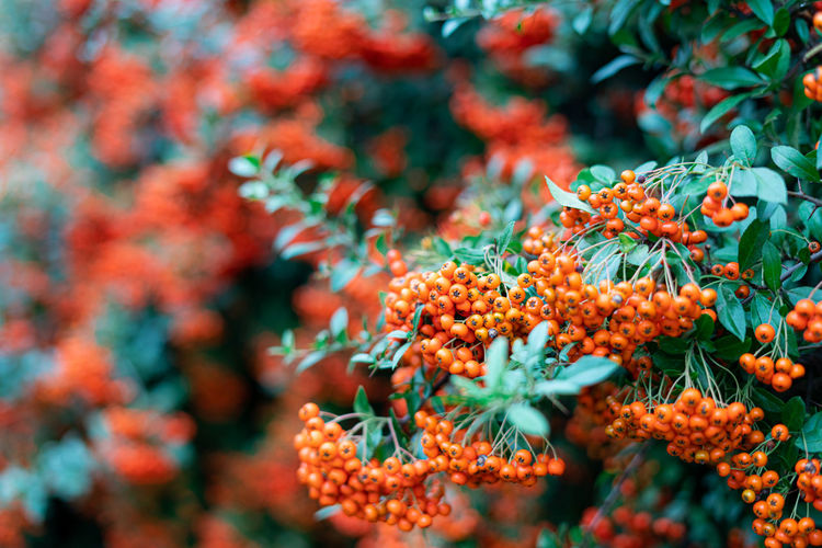 Close-up of orange flowering plant with berries 