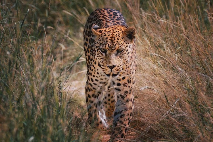 Namibia animal in the wild leopard close-up of a leopard on land