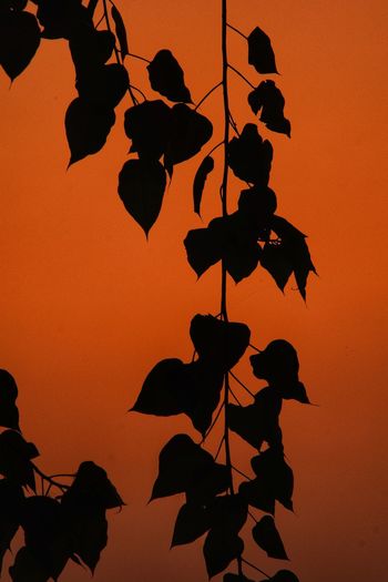 Low angle view of silhouette flowering plants against orange sky