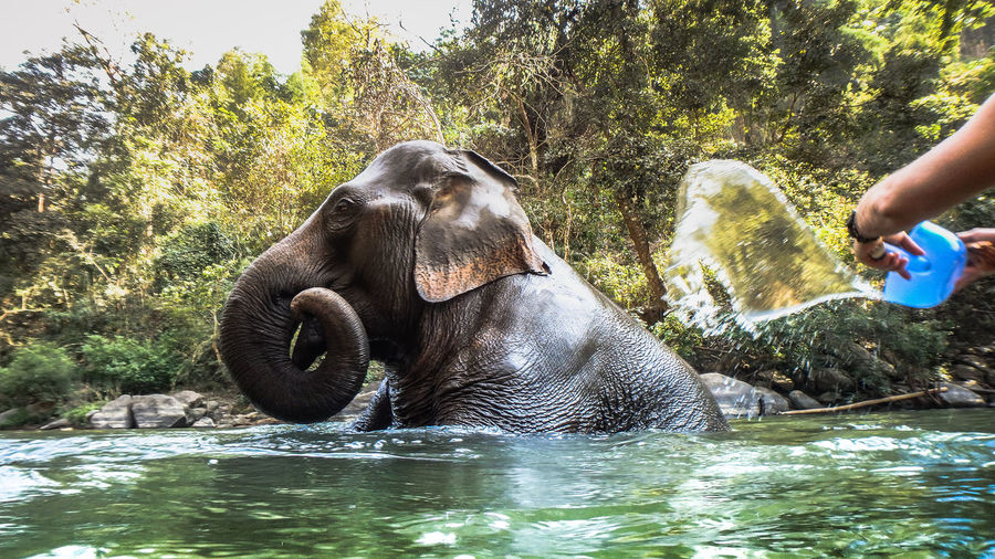 Cropped hands splashing water on elephant in river