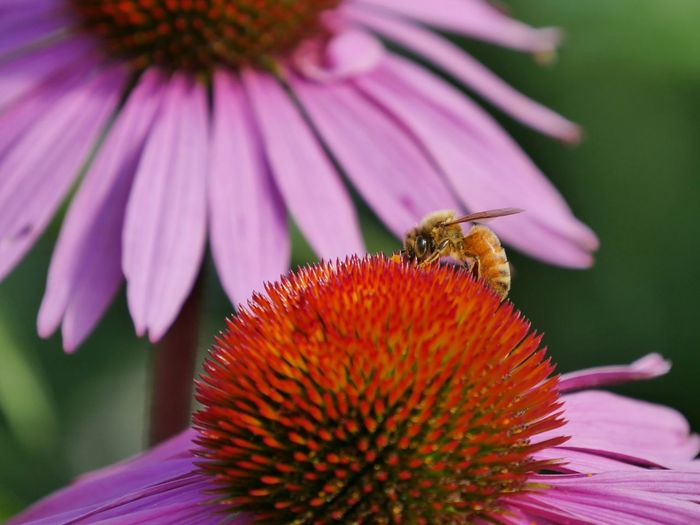 Close-up of bee pollinating on eastern purple coneflower