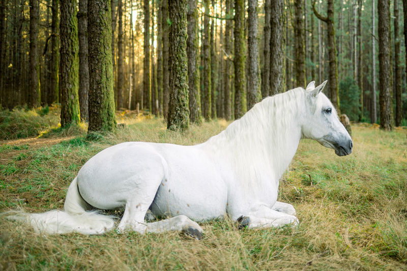 Horse standing on field