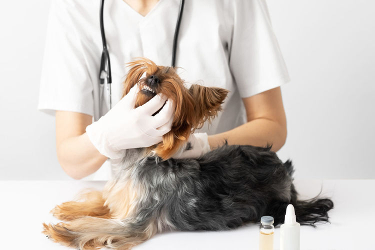 The veterinarian examines the dog's teeth. 