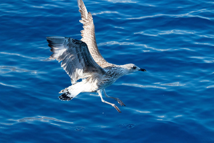 High angle view of seagull flying in sea
