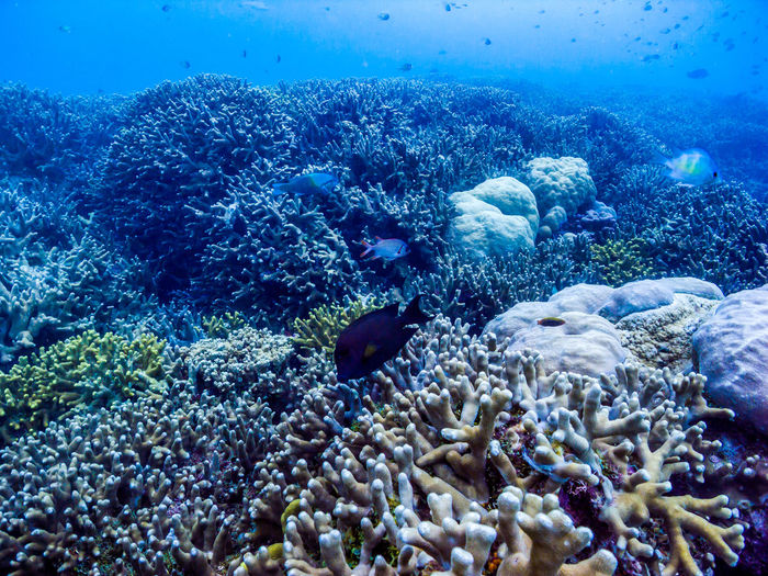 Fish swimming in sea