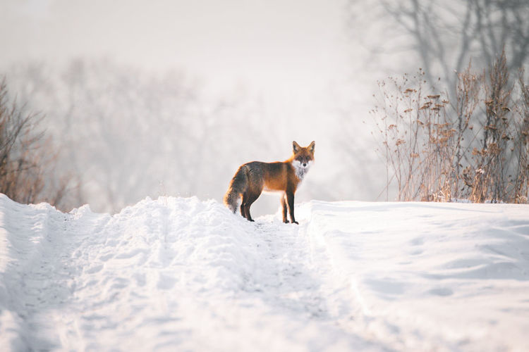 Fox on snow field against sky