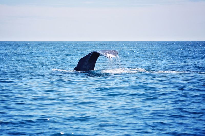 Whale tail fluke in sea against sky