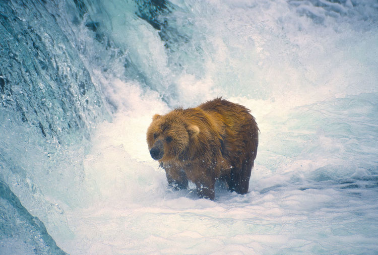 Young brown bear at the base of a waterfall on the brooks river in katmai national park in alaska