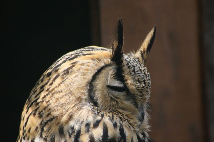 Close-up of a owl bird